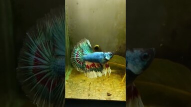 Halfmoon Betta Fish #shorts