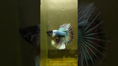 Halfmoon Betta Fish #shorts