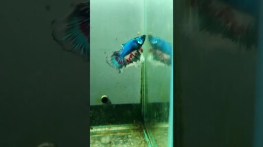 Halfmoon Betta Fish#shorts #bettafish
