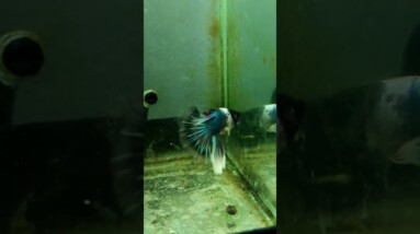 Halfmoon Betta Fish#shorts #bettafish