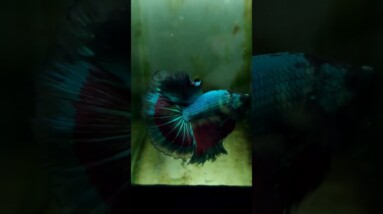 Halfmoon Betta Pair | Betta Breeding #shorts #bettafish #betta