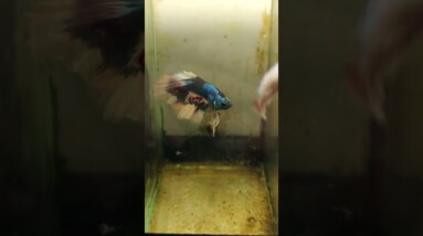 Halfmoon Betta Pair | Betta Breeding #shorts #bettafish #betta