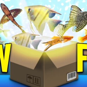 Unboxing Our Best-Selling Fish!