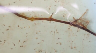 5 day old 400+ Betta Fry Rose Tail | 1 Dead fry
