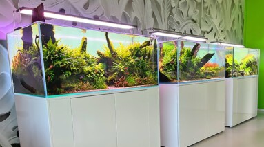 Beautiful Nature-Inspired Aquarium Gallery