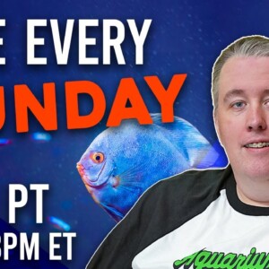 Chat while you work on your tanks live stream.  Sundays 12pm PST/3PM EST