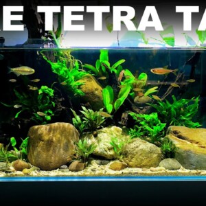 The Rare Tetra Tank: Building Fish Shop Matt's Home Aquarium (Aquascape Tutorial)