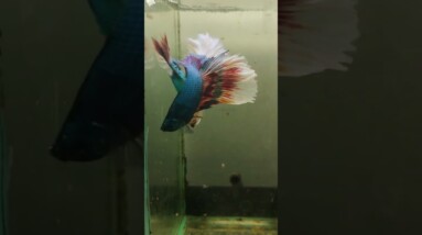 Fancy Halfmoom Betta Fish