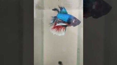 Fancy Halfmoom Betta Fish