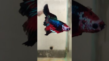 Fancy Rosetail Betta Fish #shorts  #bettafish