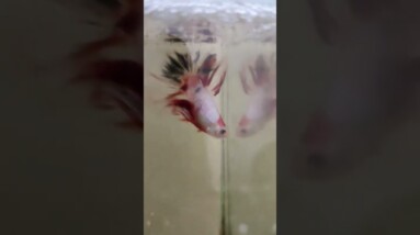 Galaxy Multicolour Halfmoon Betta Fish #shorts #bettafish