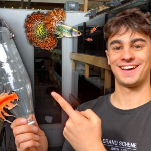 How to Make the Best DIY Brine Shrimp Hatchery!