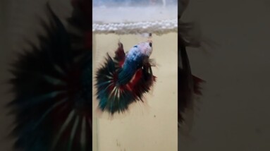 Multicolour Halfmoon Betta Fish #shorts #bettafish