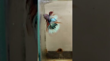 Multicolour Halfmoon Betta Fish #shorts #bettafish