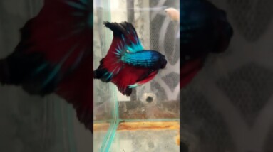 Red Devil Rosetail Betta Fish #shorts #bettafish