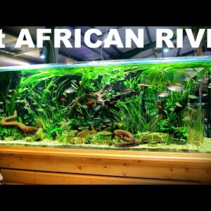 The 8ft African River Aquarium: EPIC 1000L Build over 300 Fish (Aquascape Tutorial)