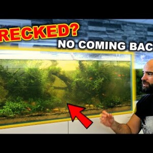 Saving My Aquarium From It's Inevitable Demise!! (Don't Use This Plant!!)
