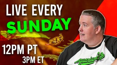 Sunday Aquarium School. Sundays 12pm PST/3PM EST