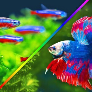Top 10 Colorful Freshwater Aquarium Fish
