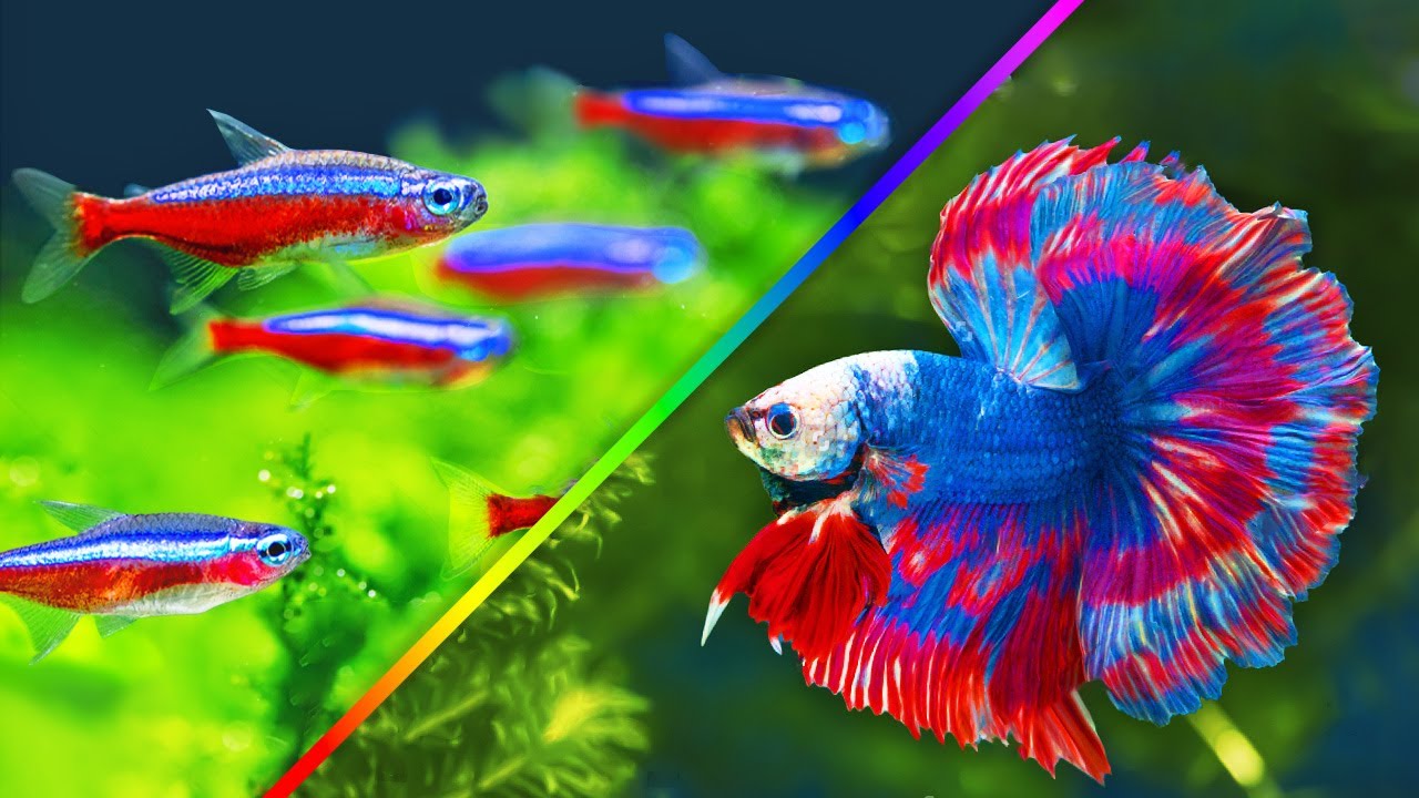 Top 10 Colorful Freshwater Aquarium Fish