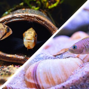 5 Fun Fish Tank Ideas for Your Small Aquarium!