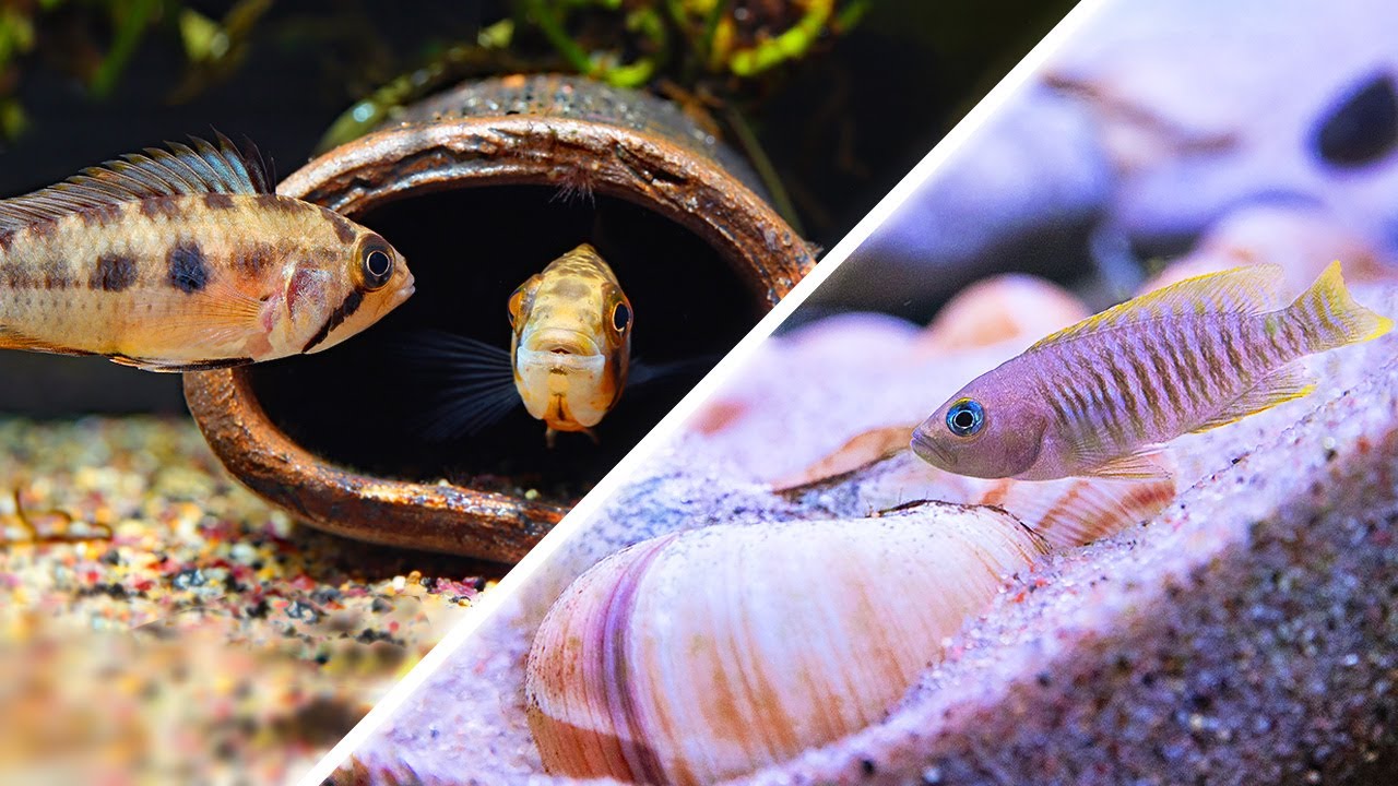 5 Fun Fish Tank Ideas For Your Small Aquarium!