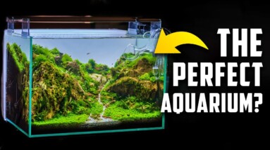 Beginner’s Guide to A Healthy and Beautiful Aquarium
