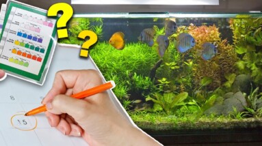How Often Should You Test Aquarium Water?