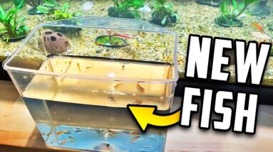 My New Planted Aquarium For Rare Fish