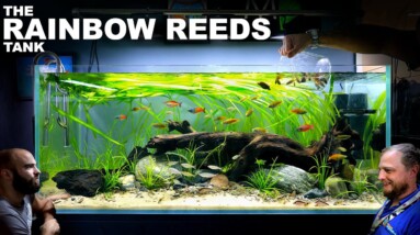 The Rainbow Reeds: EPIC 4ft Planted Natural Style Aquarium Build (Aquascape Tutorial)