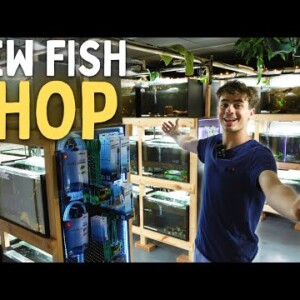 The KeepingFishSimple Fish Store Tour!