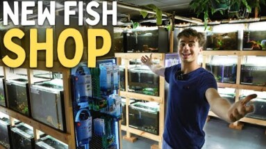 The KeepingFishSimple Fish Store Tour!