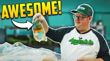 Unpacking 5 Huge Boxes of Aquarium Fish (Interesting New Algae Eaters!)