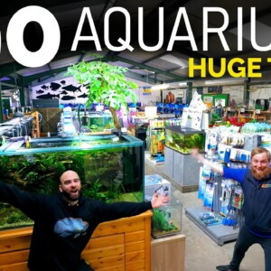 The BIGGEST Fish Shop Tour EVER! **Incl. Behind The Scenes!!** Over 190 Aquariums!!