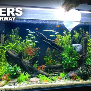 The Endlers Waterway: 3ft NO FILTER Endler Guppy ECOSYSTEM (Aquascape Tutorial)