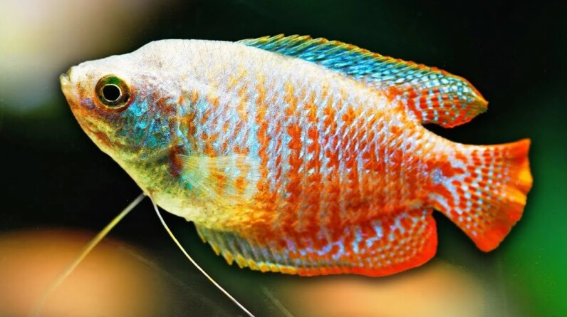 Dwarf Gourami Care Guide - Amazing Aquarium Fish