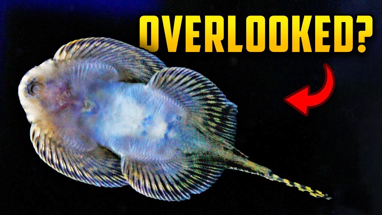 Misguided Fish Fish That Get Overlooked - Don’t Forget About These Amazing Fish!