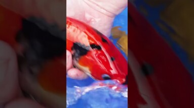 Koi Fish Are Amazing!