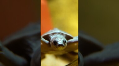 The Last of Their Kind