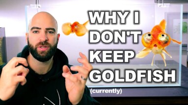 WHY I DON'T KEEP GOLDFISH (and why I now want too)
