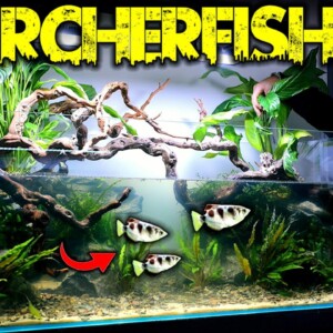 Building An EPIC 4ft Archerfish Paludarium / Aquaterrarium (EP2)